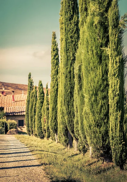 Pienza Italien Juni 2015 Hohe Zypressen Entlang Der Landstraße Der — Stockfoto