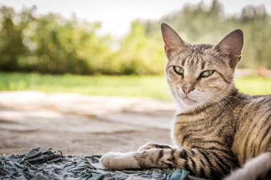 Sevimli yerli kedi açık havada poz portresi