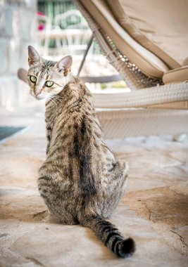 Sevimli yerli kedi açık havada poz portresi