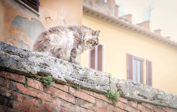 可爱的长发家养猫在墙上 — 图库照片