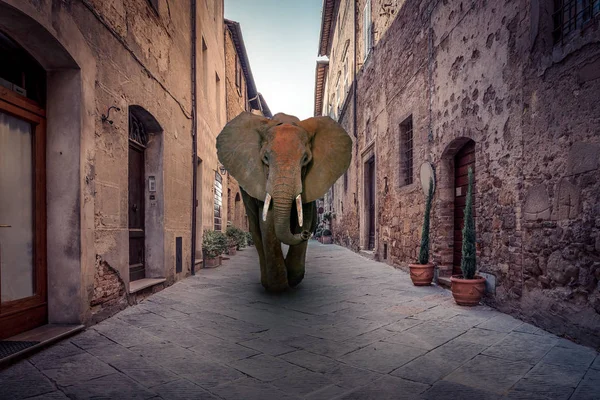 Elefante Rosso Africano Carica Una Città — Foto Stock