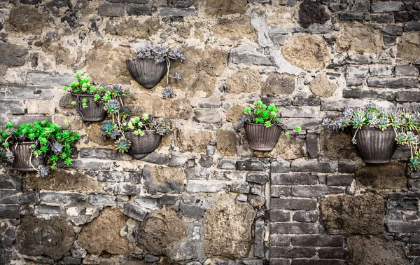 Flowers Wall Somewhere Tuscany — Stock Photo, Image