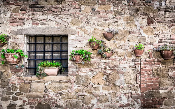 Bloemen Een Muur Ergens Toscane — Stockfoto