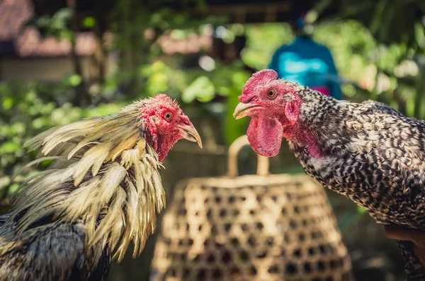 Two Angry Roosters Preparing Fight — Stock Photo, Image