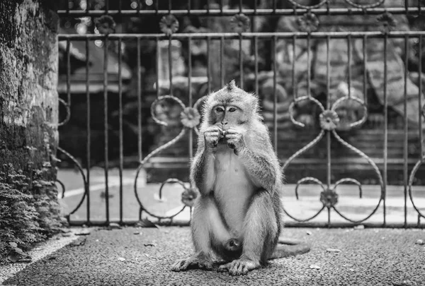 Entzückende Langschwanzmakaken Auf Der Insel Bali Indonesien — Stockfoto