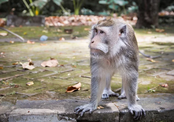 Adorable Macaque Longue Queue Sur Île Bali Indonésie — Photo