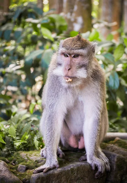 Adorable Macaque Longue Queue Sur Île Bali Indonésie — Photo