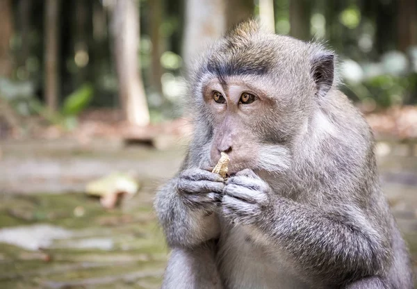 Macaco Dalla Coda Lunga Adorabile Sull Isola Bali Indonesia — Foto Stock