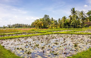Bali dili ovalarında olgun pirinç tarlaları, Endonezya