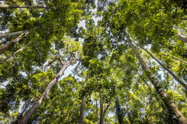 Monky ormanı Bali Adası, Endonezya'nın yüksek yeşil ağaçlar