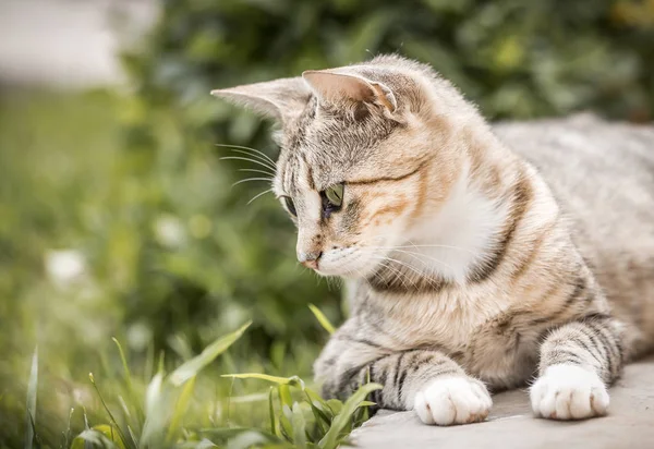 可爱的家庭小猫的肖像摆在户外 — 图库照片