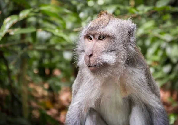 Urocza Long Tailed Macaque Wyspie Bali Indonezji — Zdjęcie stockowe