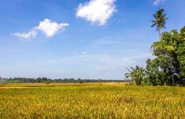 Bali dili ovalarında olgun pirinç tarlaları, Endonezya