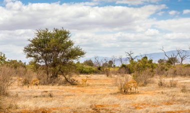 Tsavo Doğu park, Kenya'savannah ovalarında şirin Afrika antilop