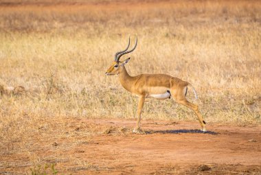 Tsavo Doğu park, Kenya'savannah ovalarında şirin Afrika antilop