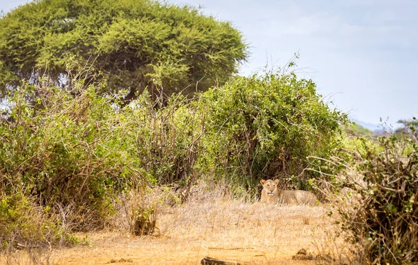 Primer Plano Leona Africana Llanuras Sabana Tsavo East Park Kenia —  Fotos de Stock