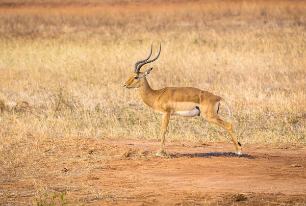 Милий Африканські Антилопи Рівнинах Саванна Тсаво Сходу Парк Кенія — стокове фото