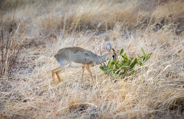 Lindo Antílope Africano Llanuras Sabana Tsavo East Park Kenia —  Fotos de Stock