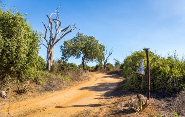 Şaşırtıcı savannah ovaları peyzaj ve safari yol Kenya