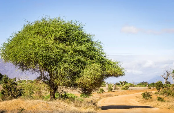 Şaşırtıcı Savannah Ovaları Peyzaj Safari Yol Kenya — Stok fotoğraf