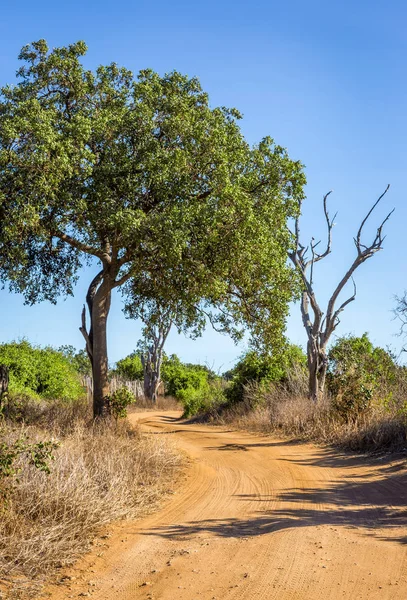 Καταπληκτικό Σαβάνα Πεδιάδες Τοπίο Και Safari Δρόμο Στην Κένυα — Φωτογραφία Αρχείου