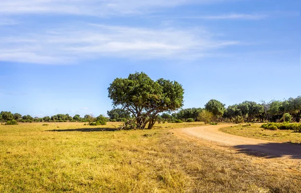 Amazing Savannah Plains Landscape Safari Road Kenya — Stock Photo, Image