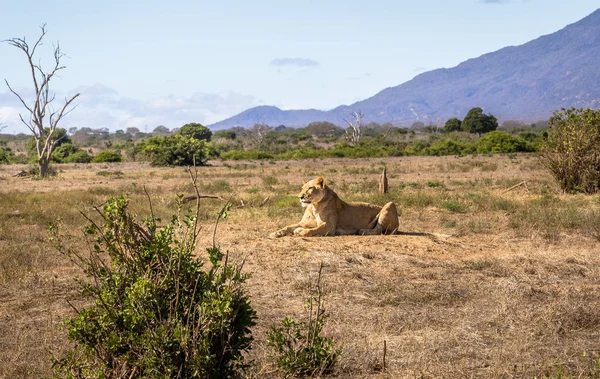 Detailní Záběr Africké Lvice Pláních Savany Parku Tsavo East Keňa — Stock fotografie