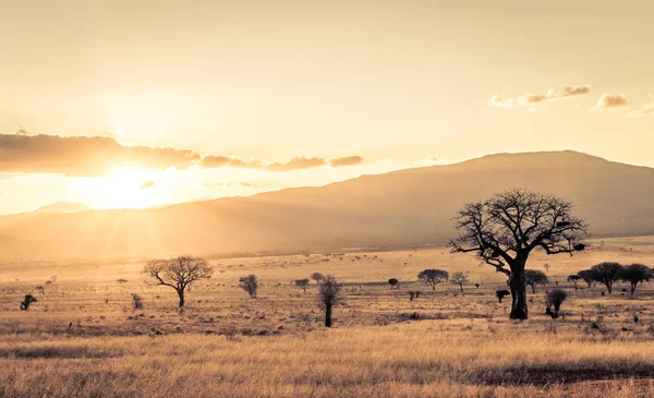 Úžasný Západ Slunce Pláních Savany Národního Parku Tsavo East Keňa — Stock fotografie