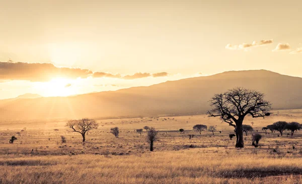 Fantastisk Solnedgång Savannah Slätterna Tsavo East National Park Kenya — Stockfoto