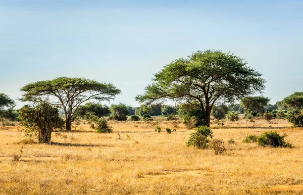 Unikke Savanne Sletter Landskab Med Akacietræ Kenya - Stock-foto