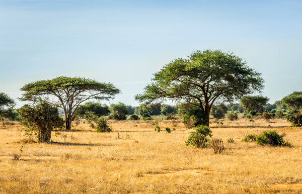 Unique savannah plains landscape with acacia tree in Kenya