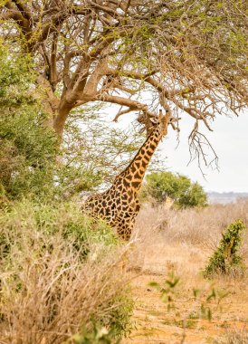 Tsavo Doğu park, Kenya'savannah ovalarında şaşırtıcı Afrika zürafa