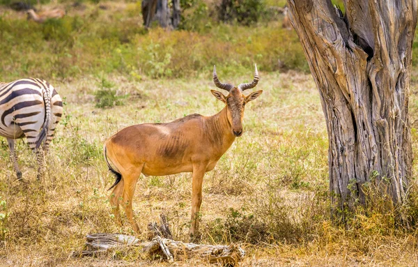 Schattig Afrikaanse Antilopen Savanne Vlakten Tsavo East Park Kenia — Stockfoto