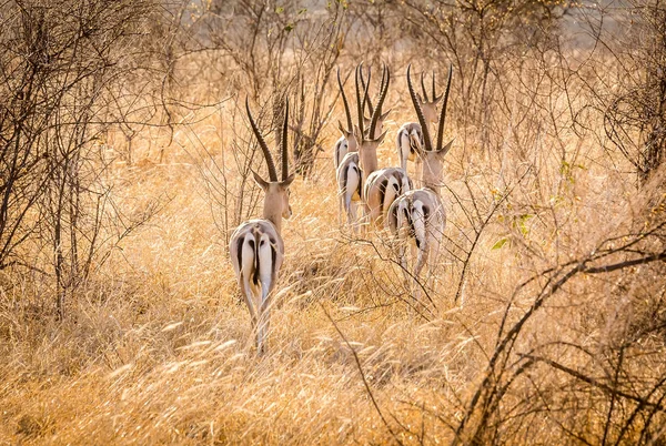 可爱的非洲羚羊在热带草原平原在察沃东部公园 肯尼亚 — 图库照片