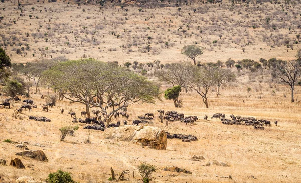 Savannah plains landscape in Kenya — Stock Photo, Image