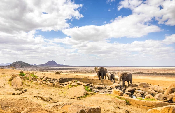 Afrikanska elefanter i Kenya — Stockfoto