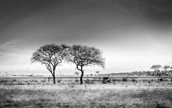 Savana Africano planícies paisagem — Fotografia de Stock