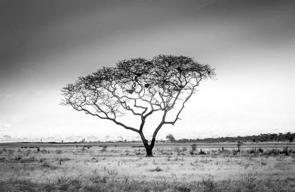 Savana Africano planícies paisagem — Fotografia de Stock