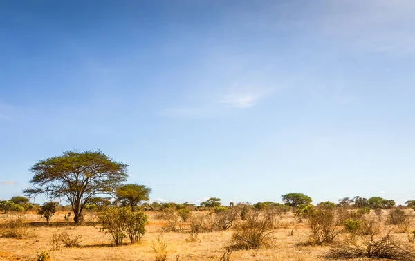 Savannah ovaları manzara Kenya — Stok fotoğraf