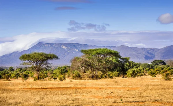 Savannah planícies paisagem no Quênia — Fotografia de Stock