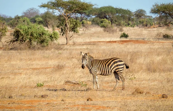 African zebra in Kenya — Stock Photo, Image