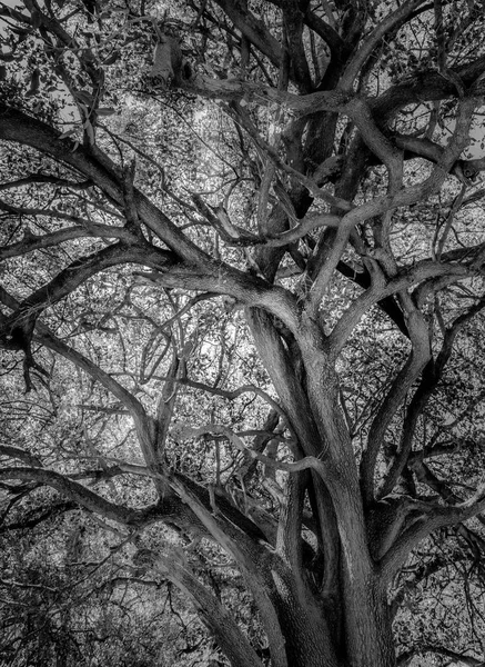 Árvore africana preta e branca — Fotografia de Stock