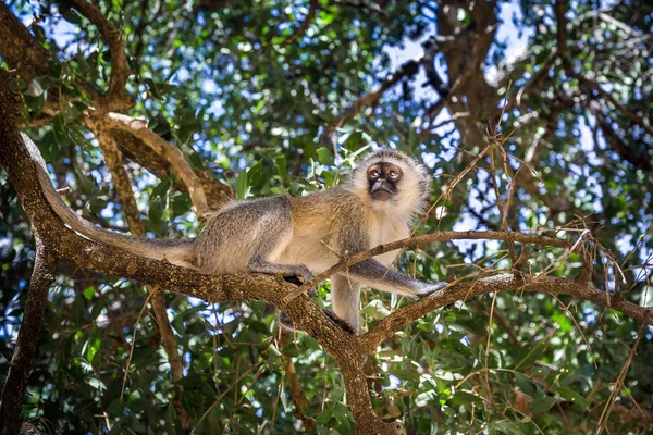 ケニアのアフリカベルベットモンキー猿 — ストック写真