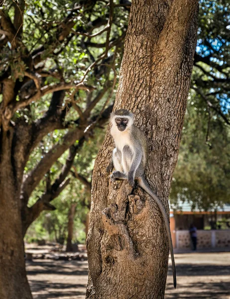 Afrikanischer Grüner Affe in Kenia — Stockfoto