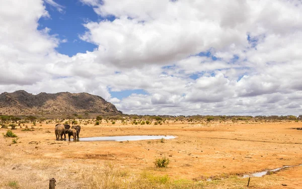 Οι αφρικανικοί ελέφαντες στην Κένυα — Φωτογραφία Αρχείου