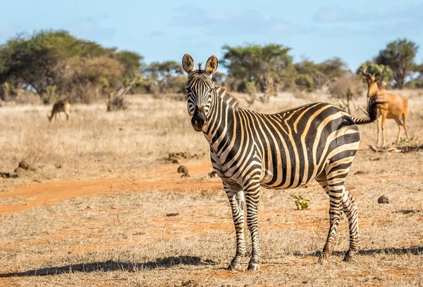 Afrikaanse Zebra in Kenia — Stockfoto