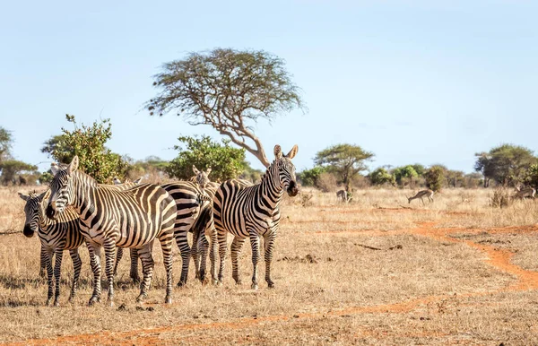 African zebras in Kenya — Stock Photo, Image