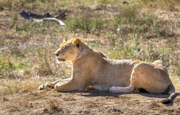 Africká lvka v Keni — Stock fotografie