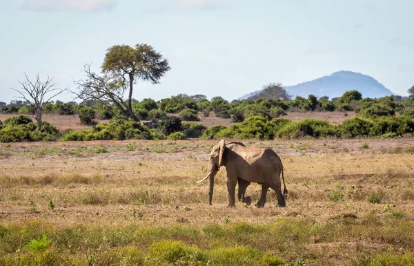 Afrikaanse olifant in Kenia — Stockfoto