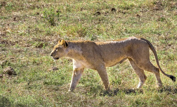 Leoa africana no Quênia — Fotografia de Stock